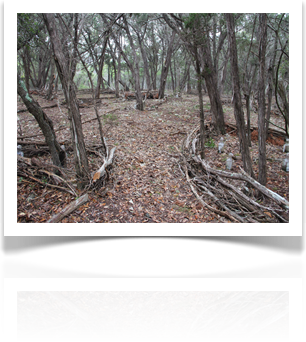 Austin Landscaping Design