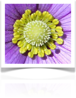 Austin Landscaping Design