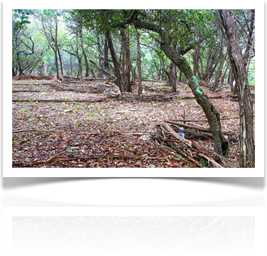 Austin Landscaping Design