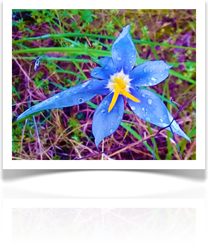 Austin Landscaping Design