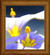 Landscape Designer in Austin