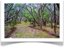 Land Landscaping Art