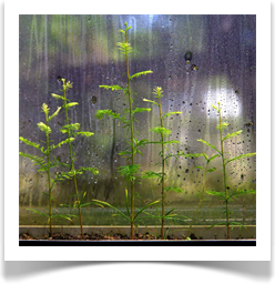 Living Wall in Austin - Landscape Designer